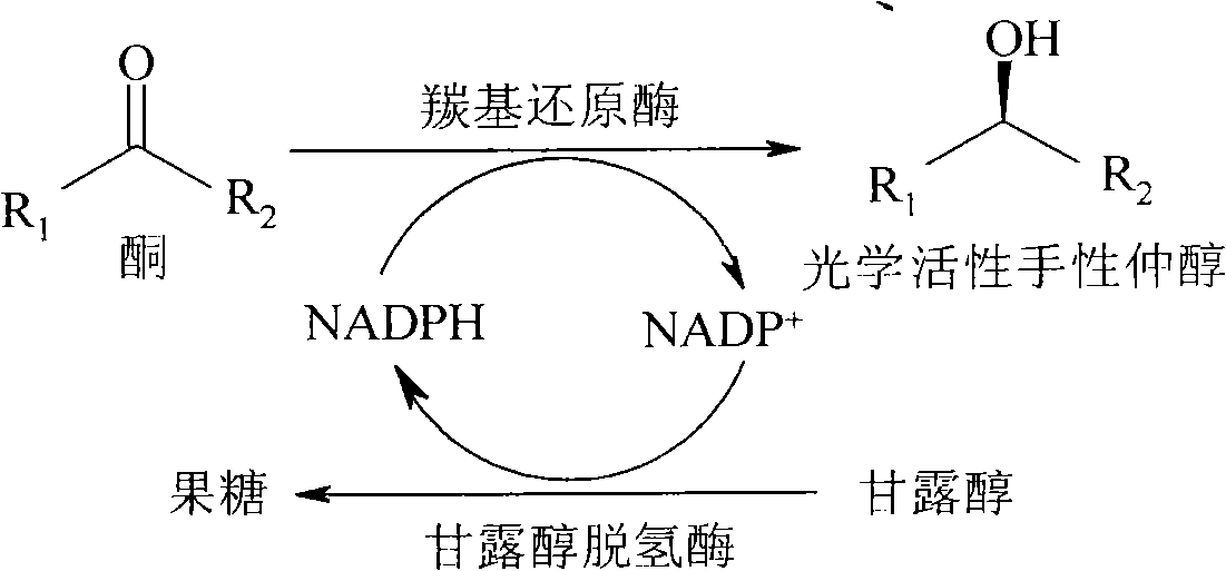 Rhodotorula reductase formulation, preparation and method for preparing optical activity chirality secondary alcohol with the same