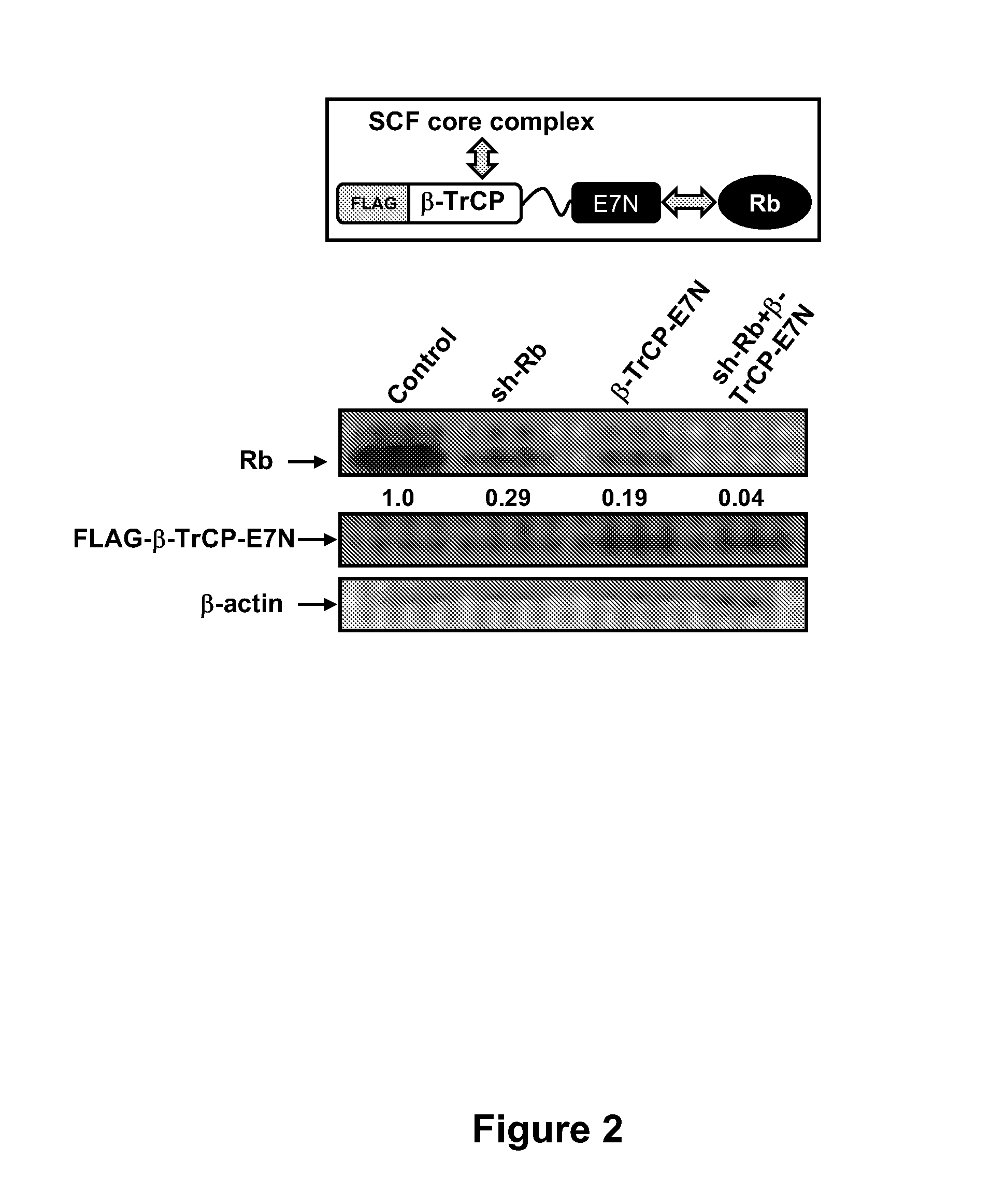 Methods for Reducing Protein Levels in a Cell