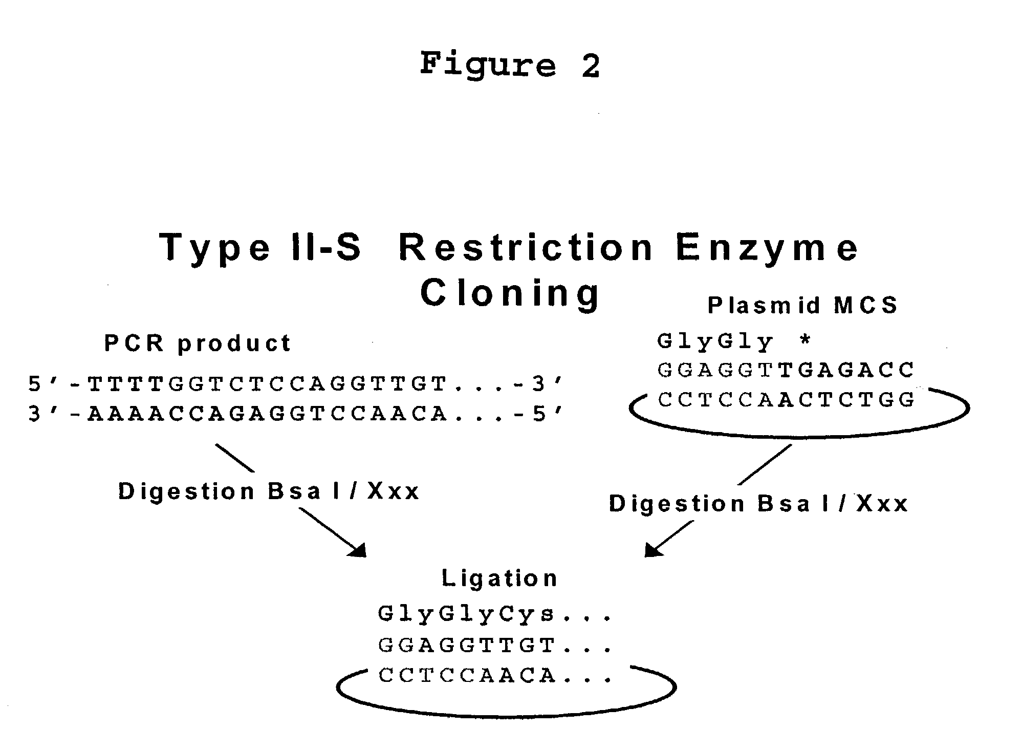 Methods and compositions for protein expression and purification