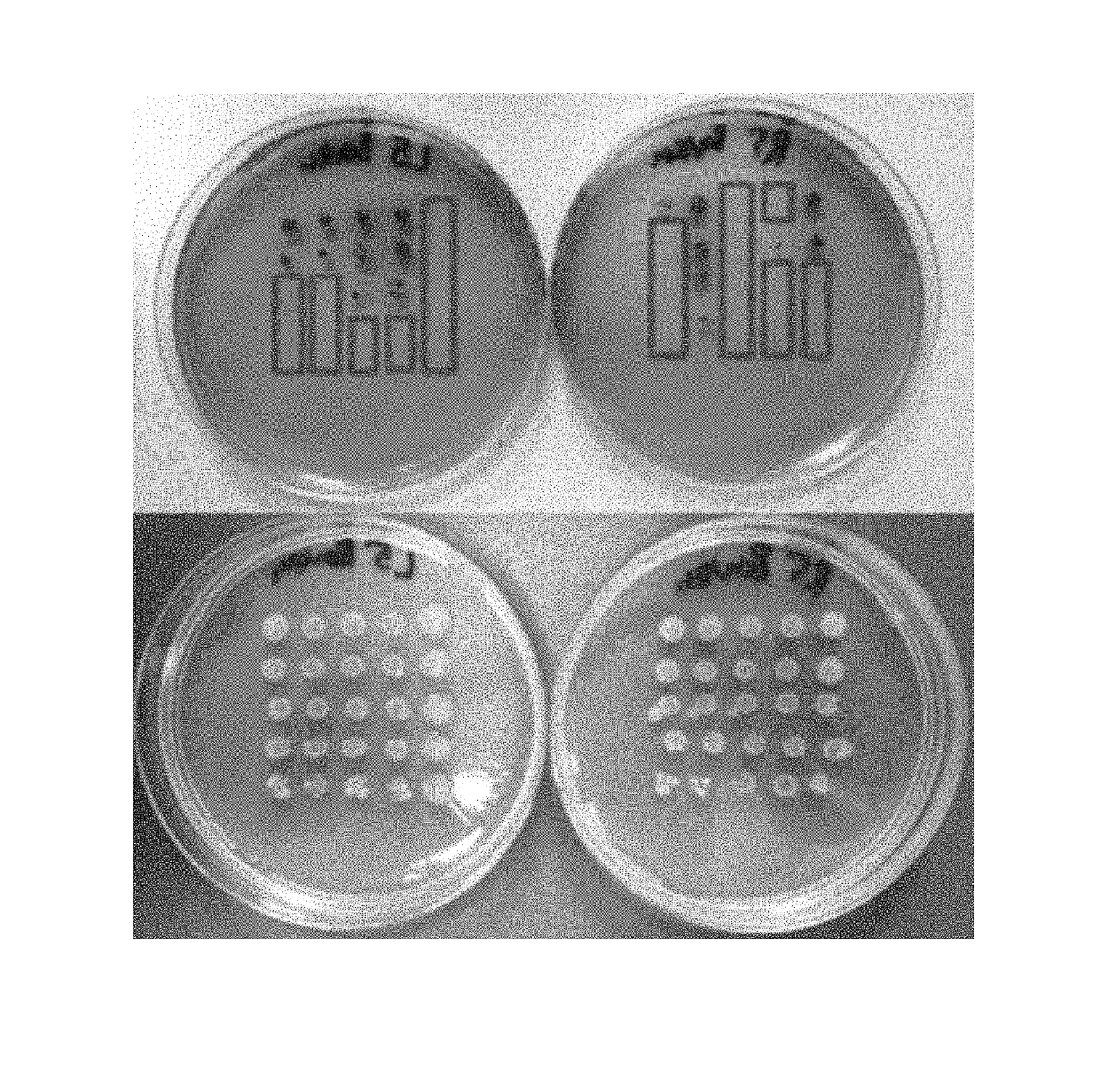 Pseudomonas strains and consortia thereof for use in protection against plant diseases