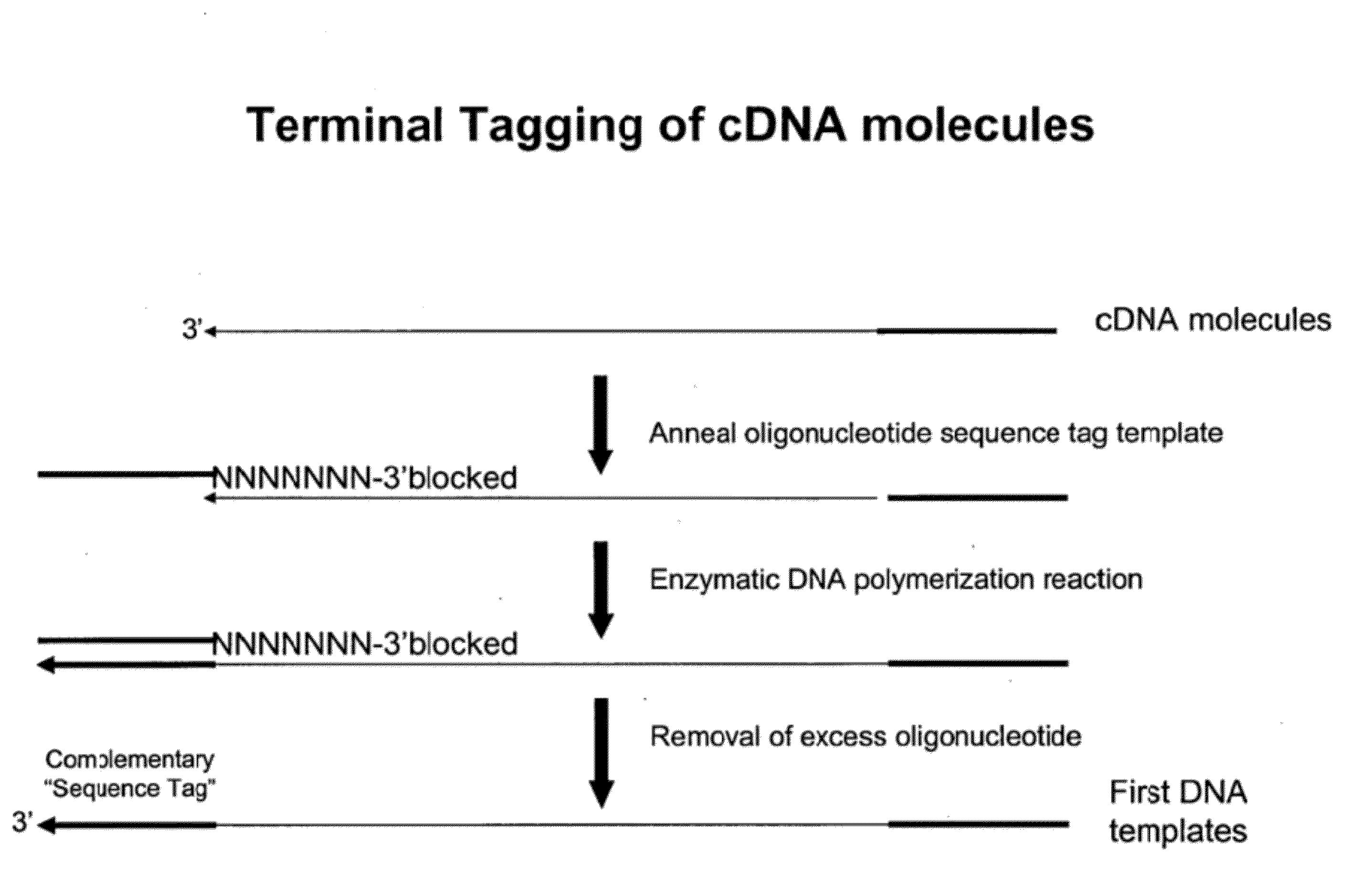 Selective terminal tagging of nucleic acids