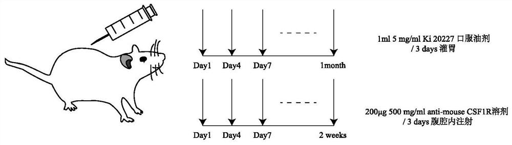 Medicament for treating tumor with csf1r as drug target and preparation method thereof