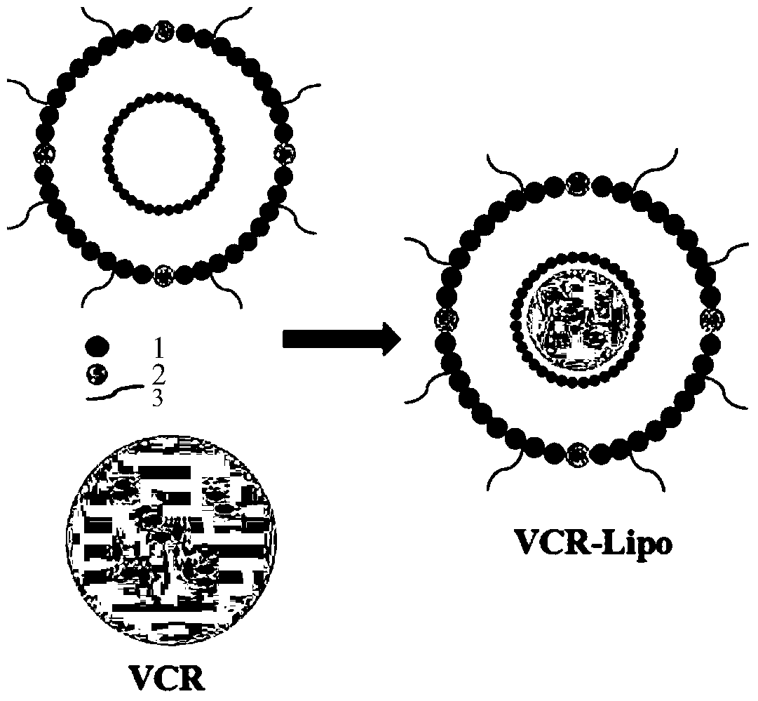 Vincristine sulfate liposome and its preparation method and application