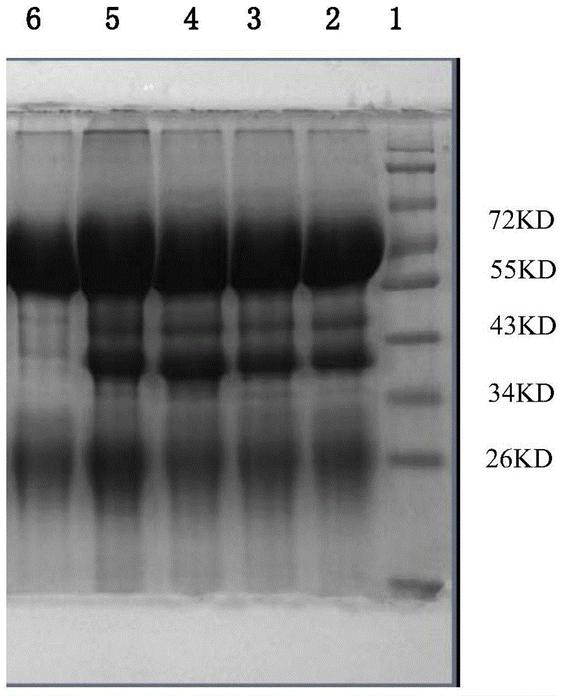 Preparation method of type I and new type duck hepatitis bivalent egg yolk antibody and its product and application
