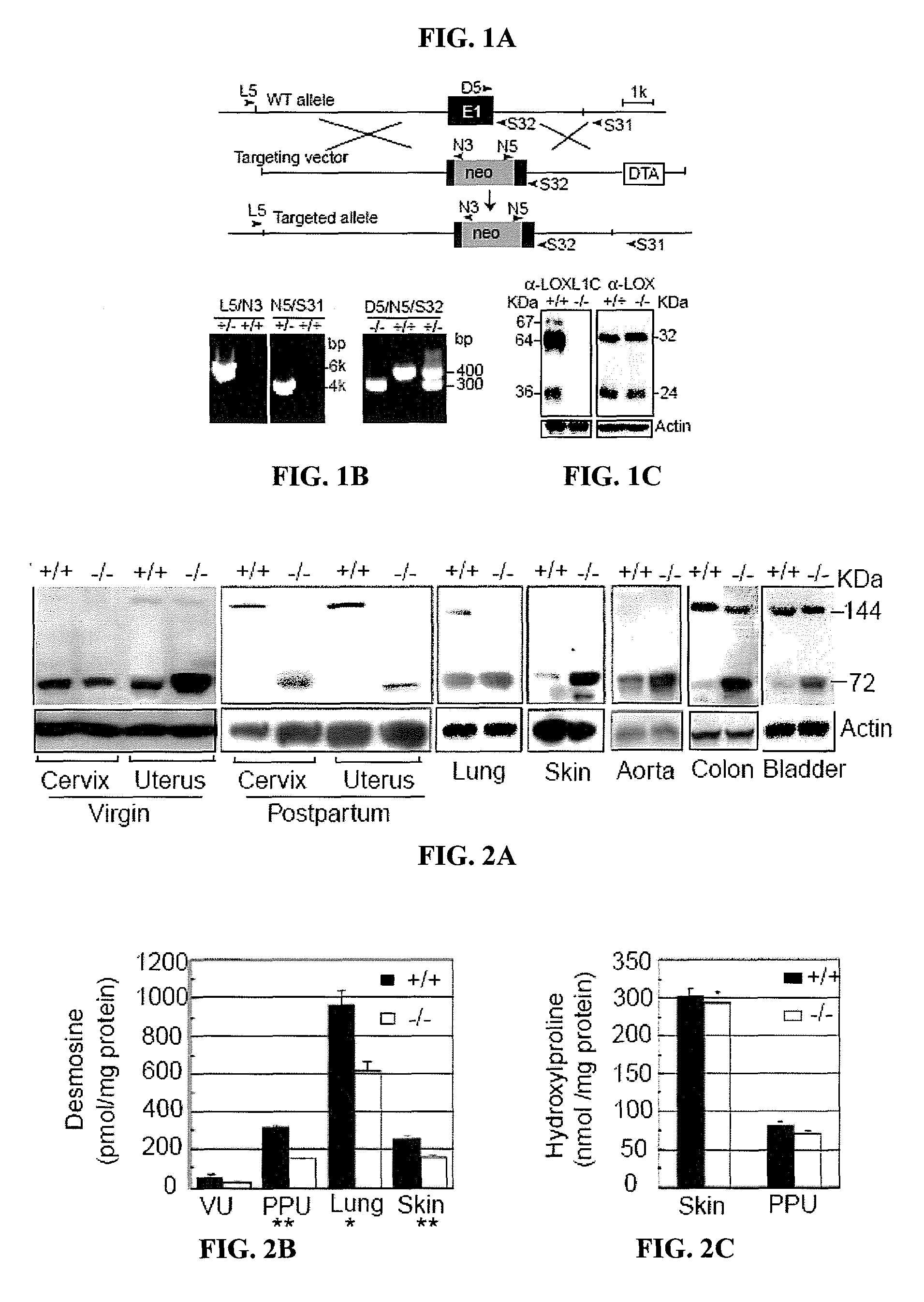 Lysyl oxidase-like 1 (LOXL1) and elastogenesis