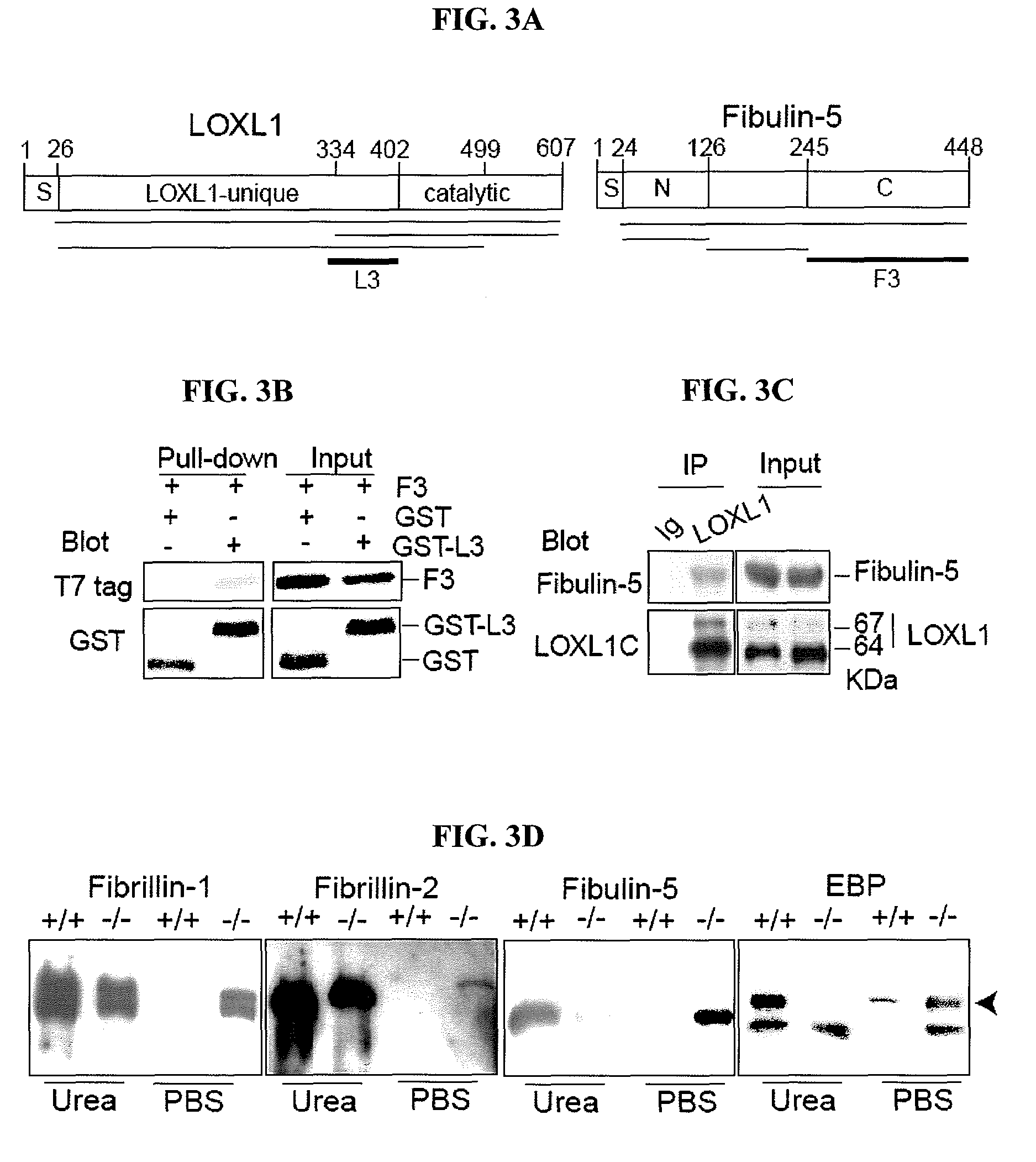 Lysyl oxidase-like 1 (LOXL1) and elastogenesis