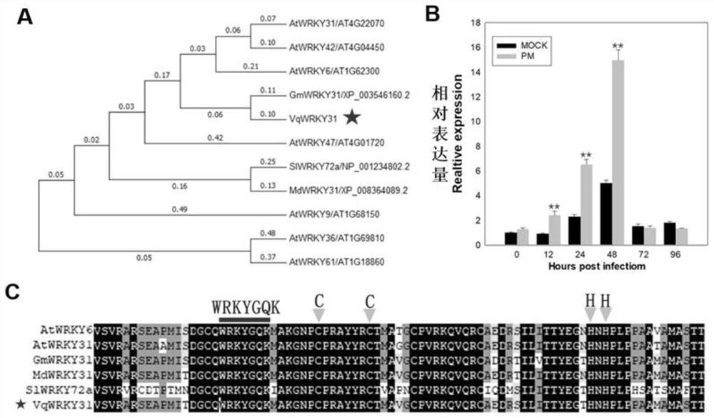 Wild vitis quinquangularis shang-24 disease-resistant gene VqWRKY31 and application thereof