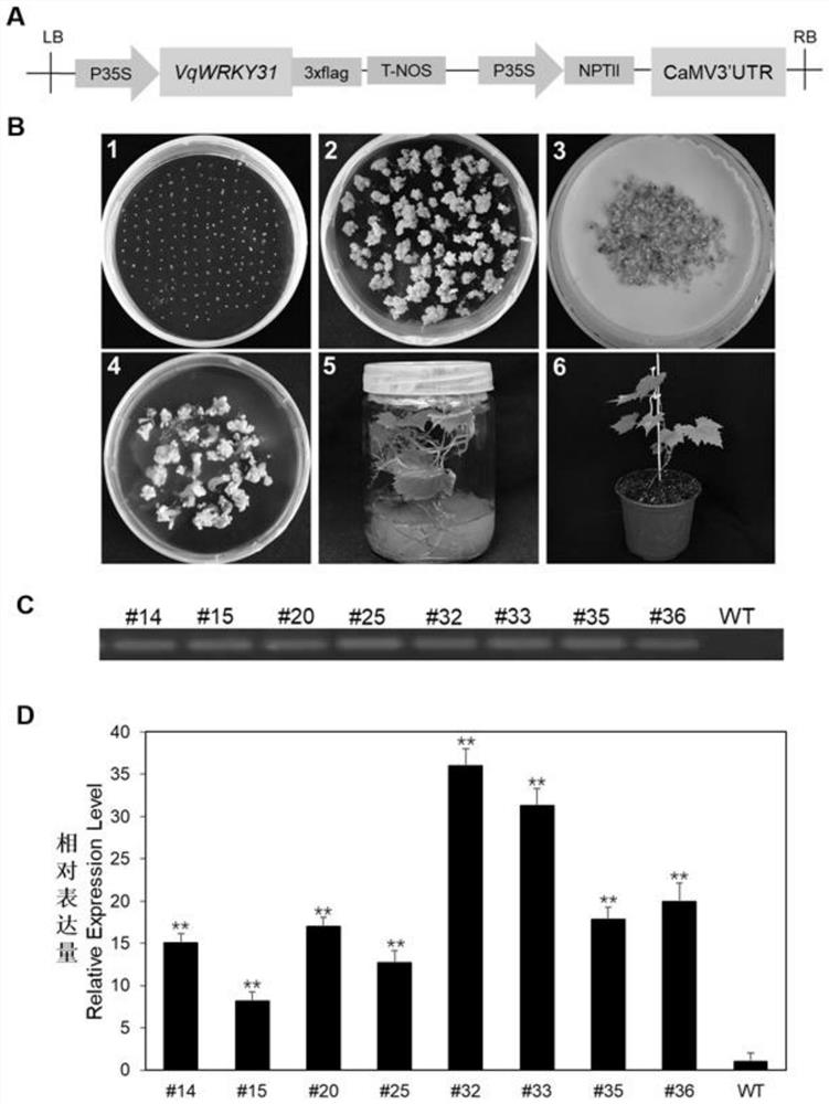 Wild vitis quinquangularis shang-24 disease-resistant gene VqWRKY31 and application thereof