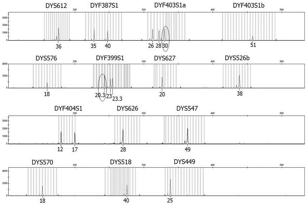 Multiplex amplification system based on rapid mutation Y-STR gene loci, method and application
