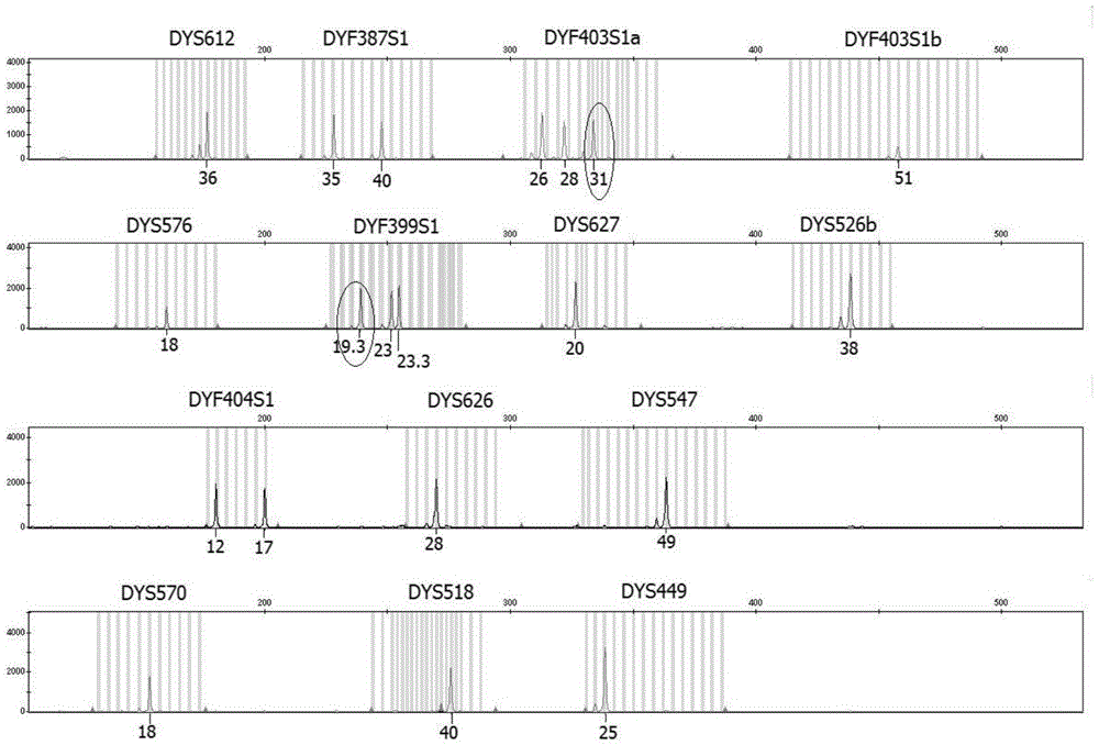 Multiplex amplification system based on rapid mutation Y-STR gene loci, method and application