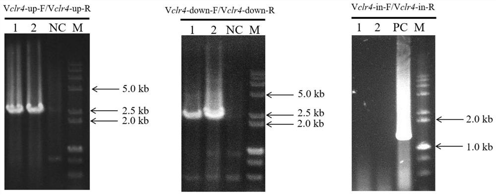 Trichoderma reesei engineering bacteria for high yield of sorbicillinoids and construction method and application of trichoderma reesei engineering bacteria