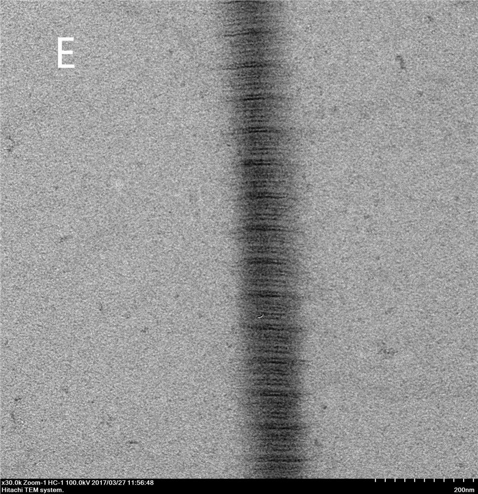 Preparation method of biomimetic mineralized collagen membrane in fibers that can promote osteogenic differentiation of cells