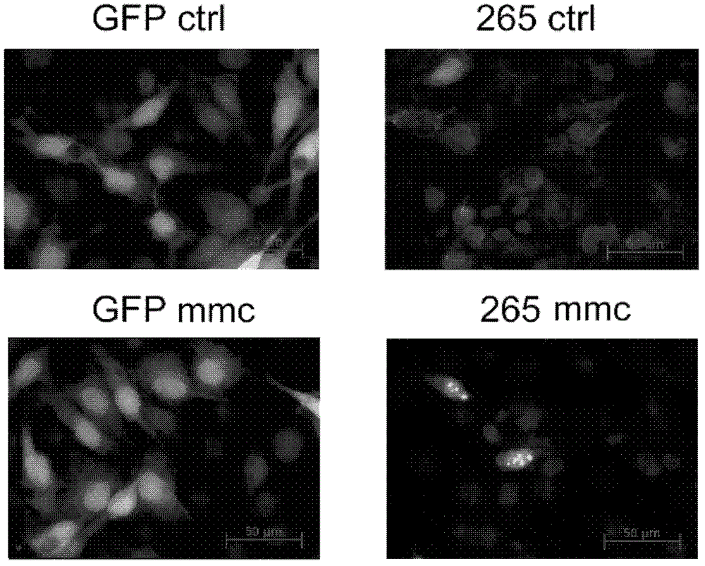 Novel purpose of OCT4B protein isomer