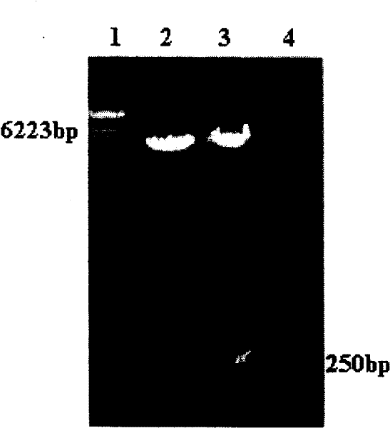 Mouse beta-alexin 1 recombinant plasmids, polypeptides, uses and preparations thereof