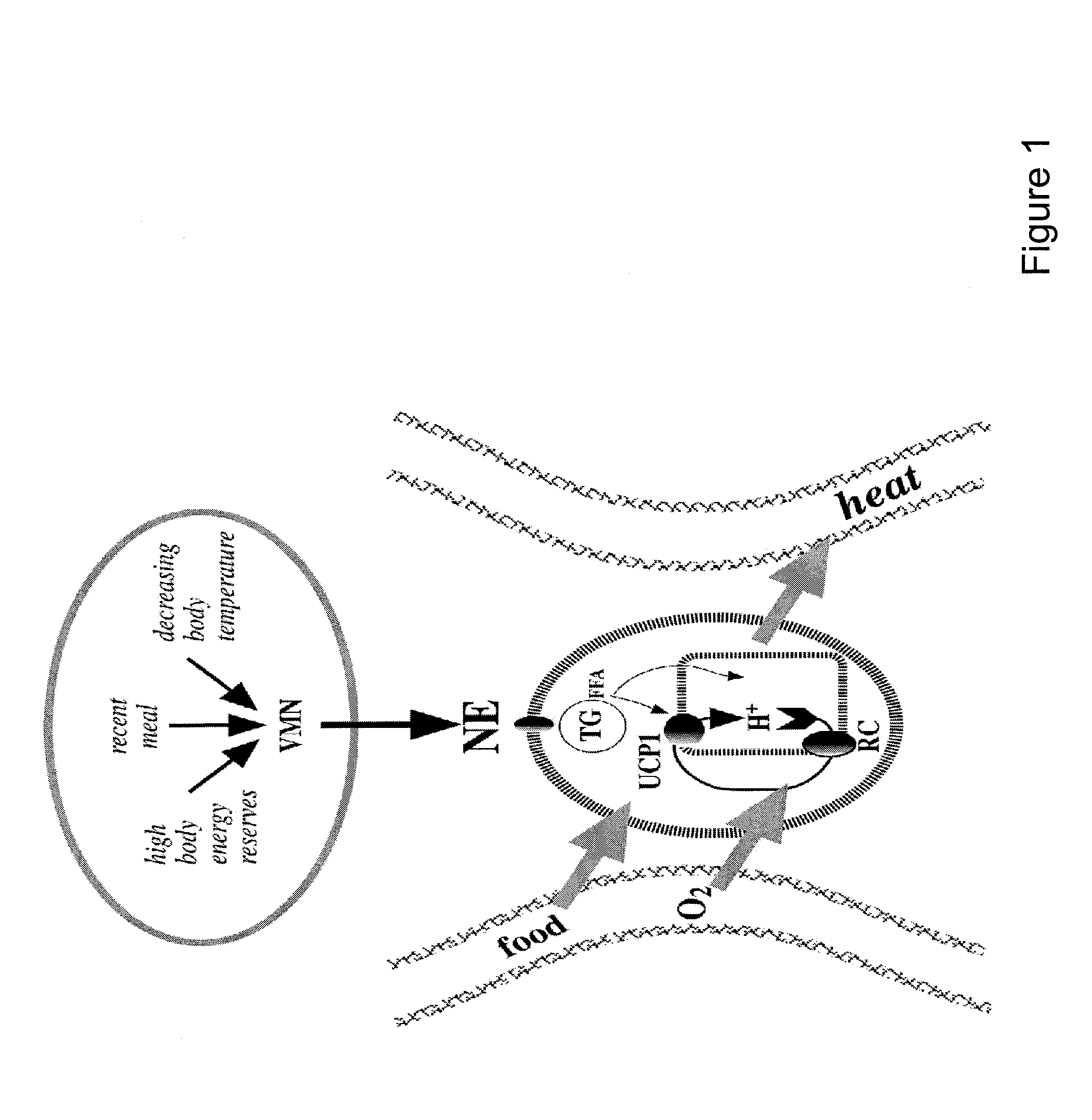 Diagnostic Methods and Combination Therapies Involving MC4R