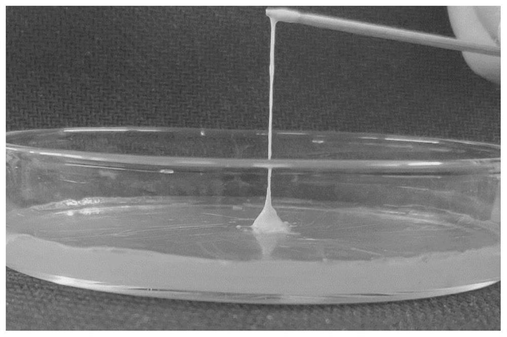 Lactobacillus plantarum strain Y388 and application thereof