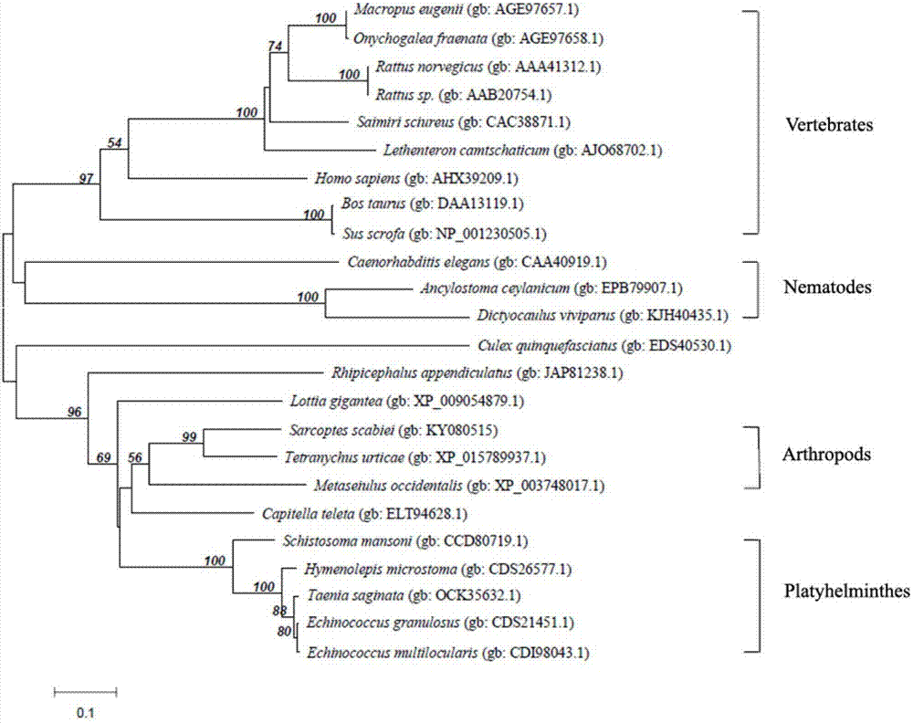 Application of sarcoptes protein tyrosine kinase and kit for diagnosing sarcoptic acariasis