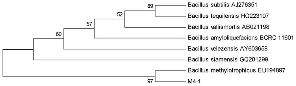 Preparation and application of a salt-tolerant antagonist m4-1 and its bacterial agent