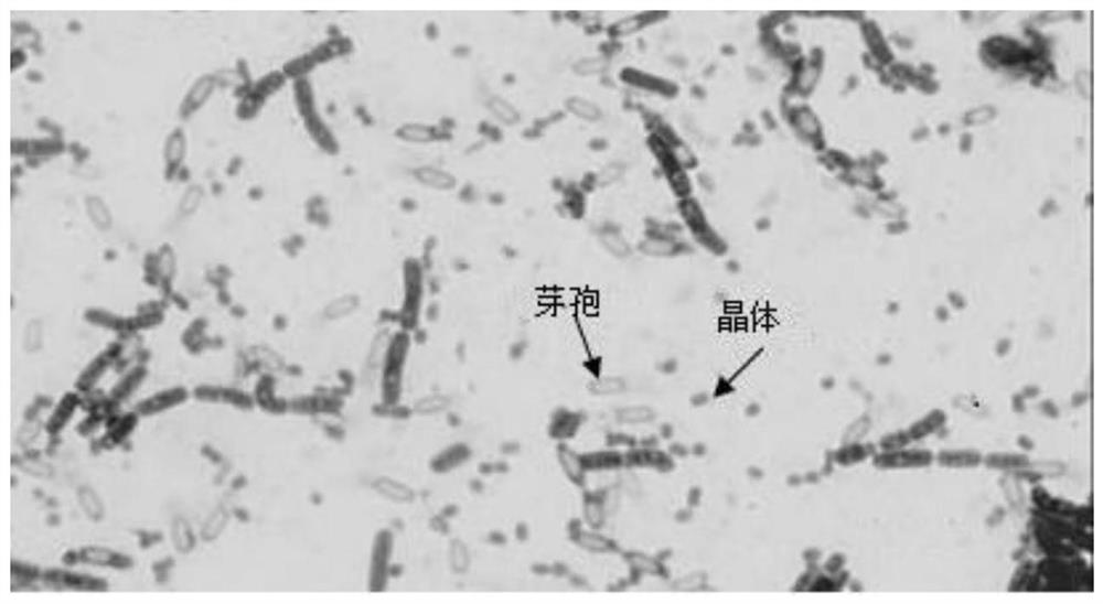 A strain of Bacillus thuringiensis and its application