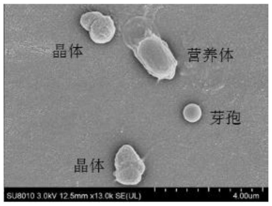 A strain of Bacillus thuringiensis and its application