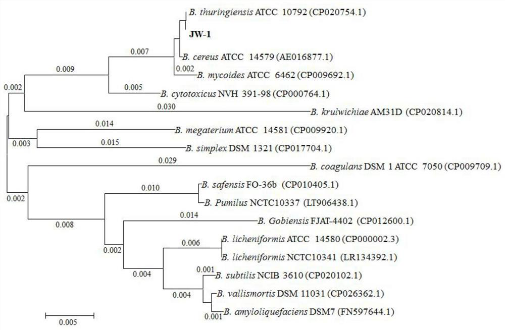 A strain of Bacillus thuringiensis and its application