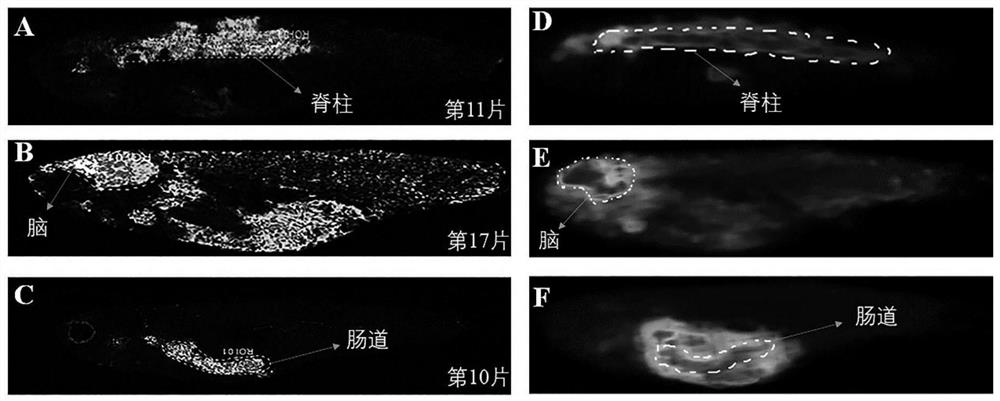 In-vivo lipid three-dimensional mass spectrum imaging method based on integral zebra fish model
