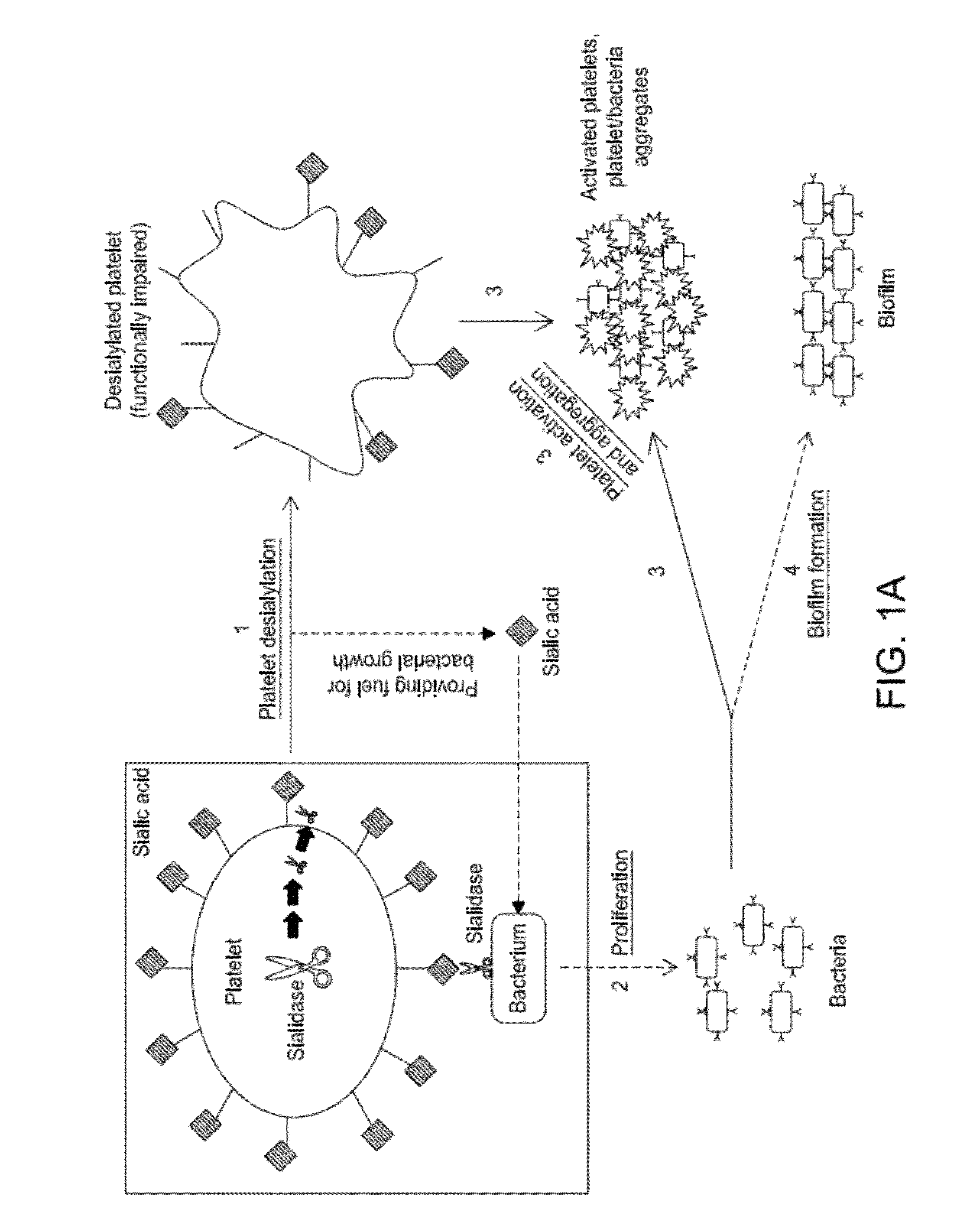 Platelet Storage and Reduced Bacterial Proliferation In Platelet Products Using A Sialidase Inhibitor