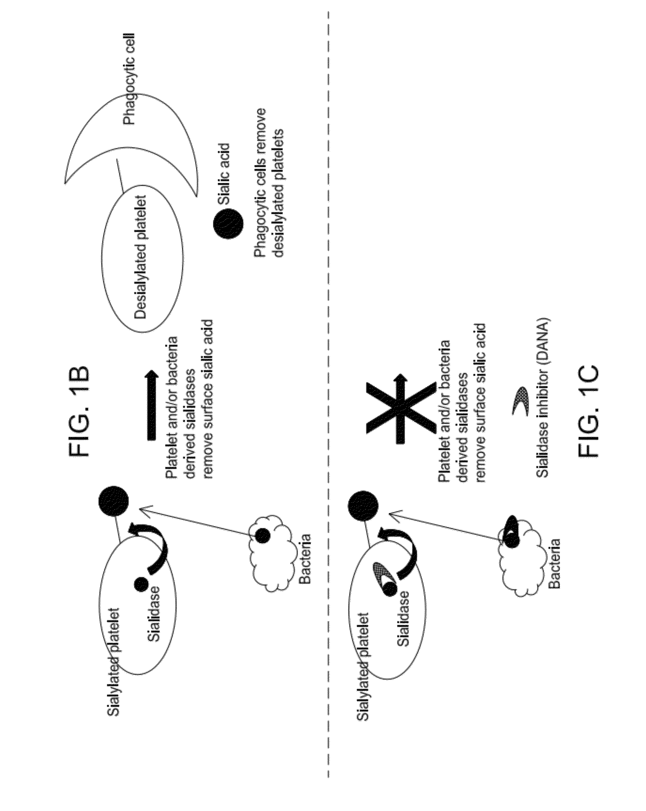 Platelet Storage and Reduced Bacterial Proliferation In Platelet Products Using A Sialidase Inhibitor