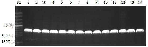 Rapid detection method for gibberellic acid microspecies generated in fusarium moniliforme