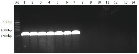 Rapid detection method for gibberellic acid microspecies generated in fusarium moniliforme