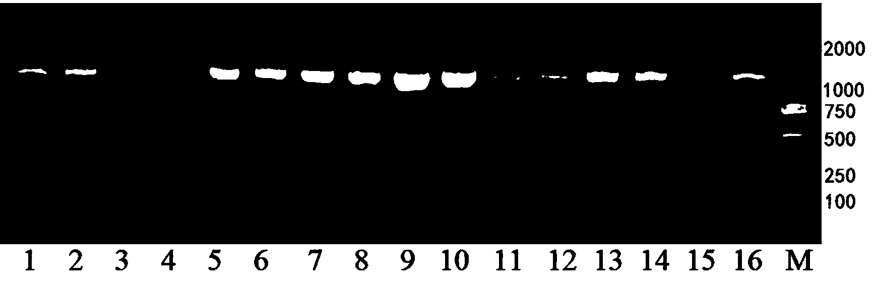 Specific primer for amplifying COI genes of mitochondria of lepidoptera insects