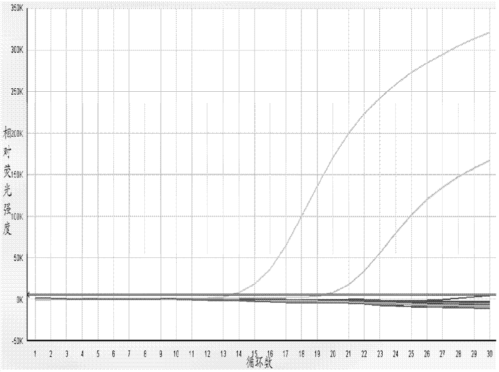 Candida glabrata PCR (polymerase chain reaction) assay kit and method