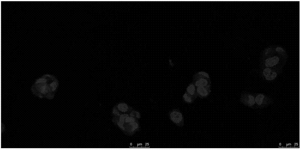 Stearic acid-modified cell penetrating peptide and its preparation and application