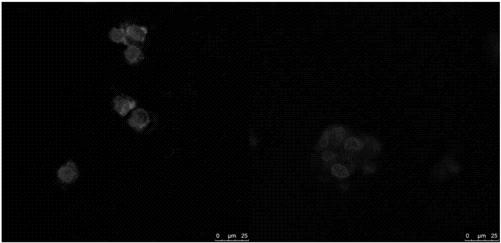 Stearic acid-modified cell penetrating peptide and its preparation and application