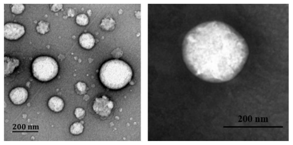 Construction of nano-carrier for regulating adaptive cell and humoral immunity and application thereof