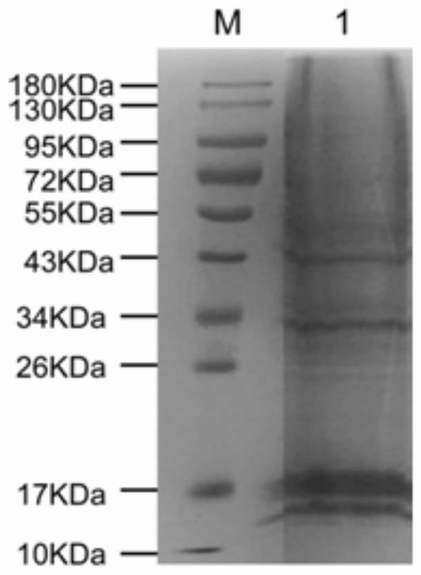 A kind of receptor protein specifically combined with mycoplasma genitalium mgpa and its separation method and application