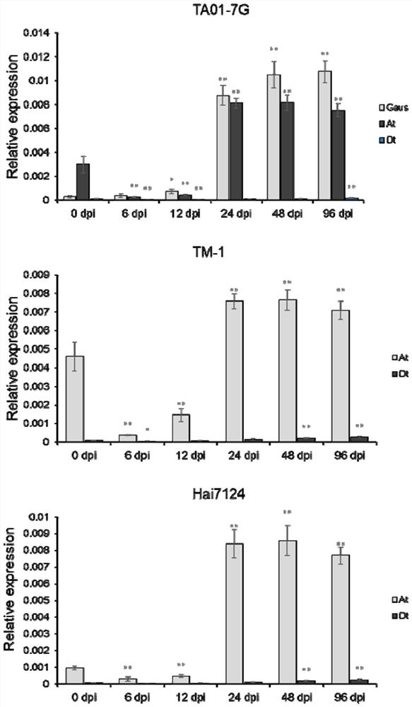 Gene GauRev2 capable of remarkably improving verticillium wilt resistance of cotton and application of gene GauRev2