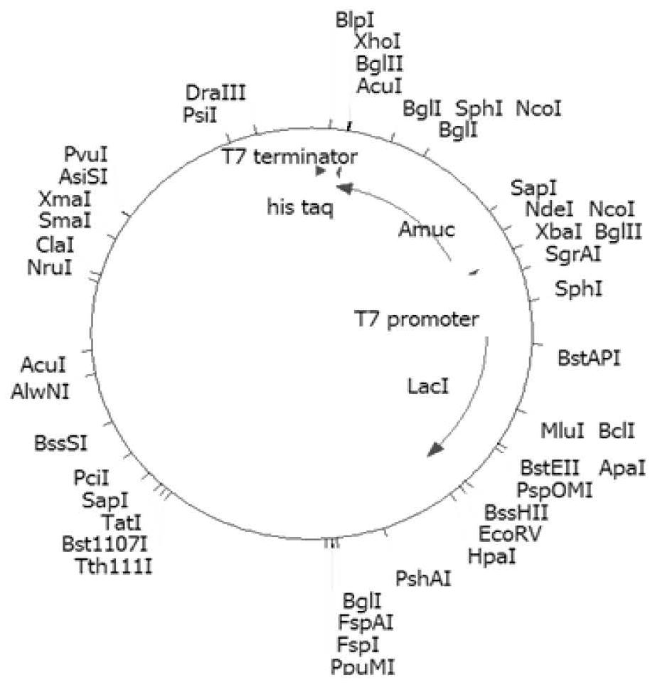 Application of a kind of outer membrane protein in the preparation of immunotherapeutic drugs for malignant tumors