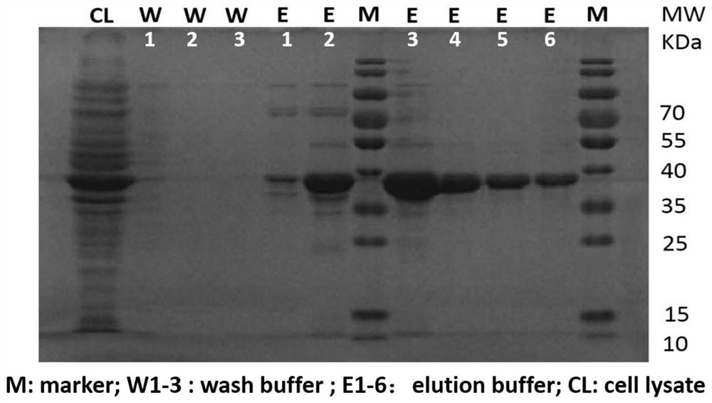 Application of a kind of outer membrane protein in the preparation of immunotherapeutic drugs for malignant tumors