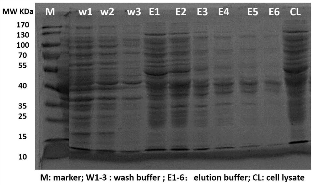 Application of a kind of outer membrane protein in the preparation of immunotherapeutic drugs for malignant tumors