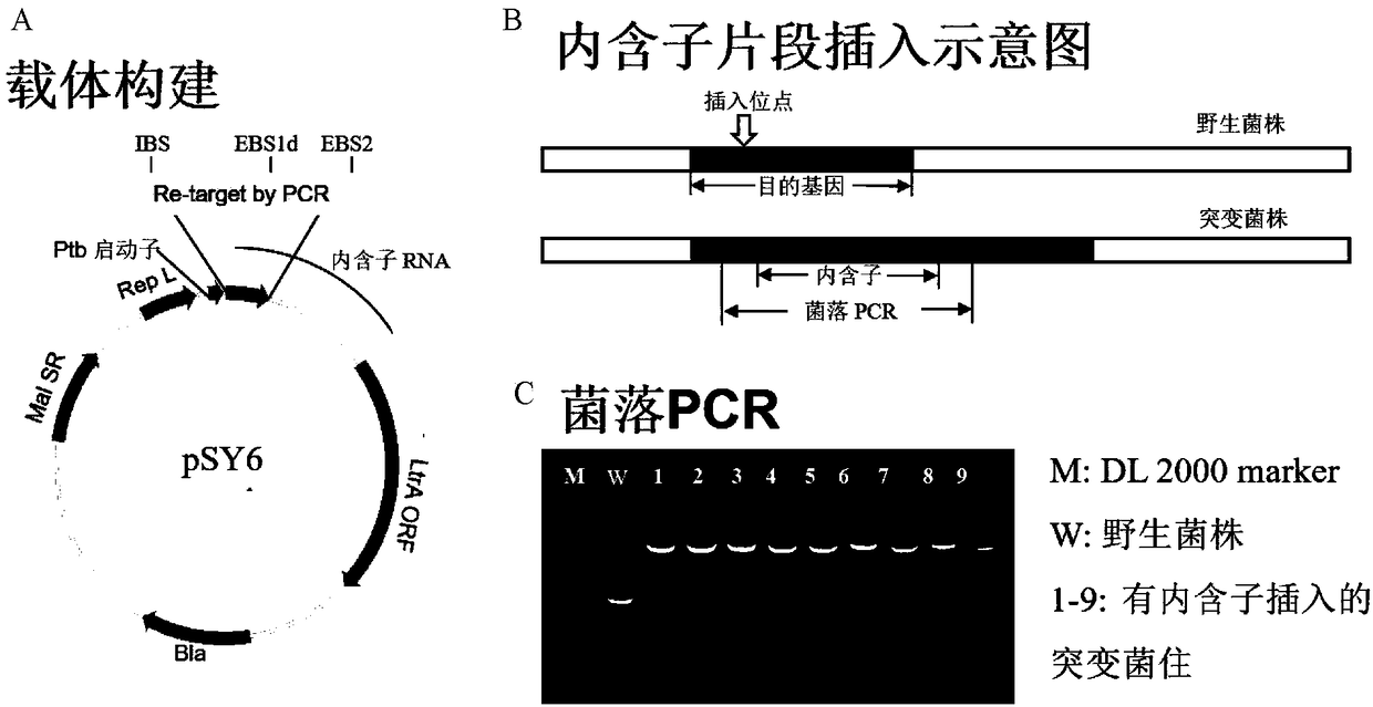 Clostridium modified by kinase gene with phosphorylation function and application of clostridium