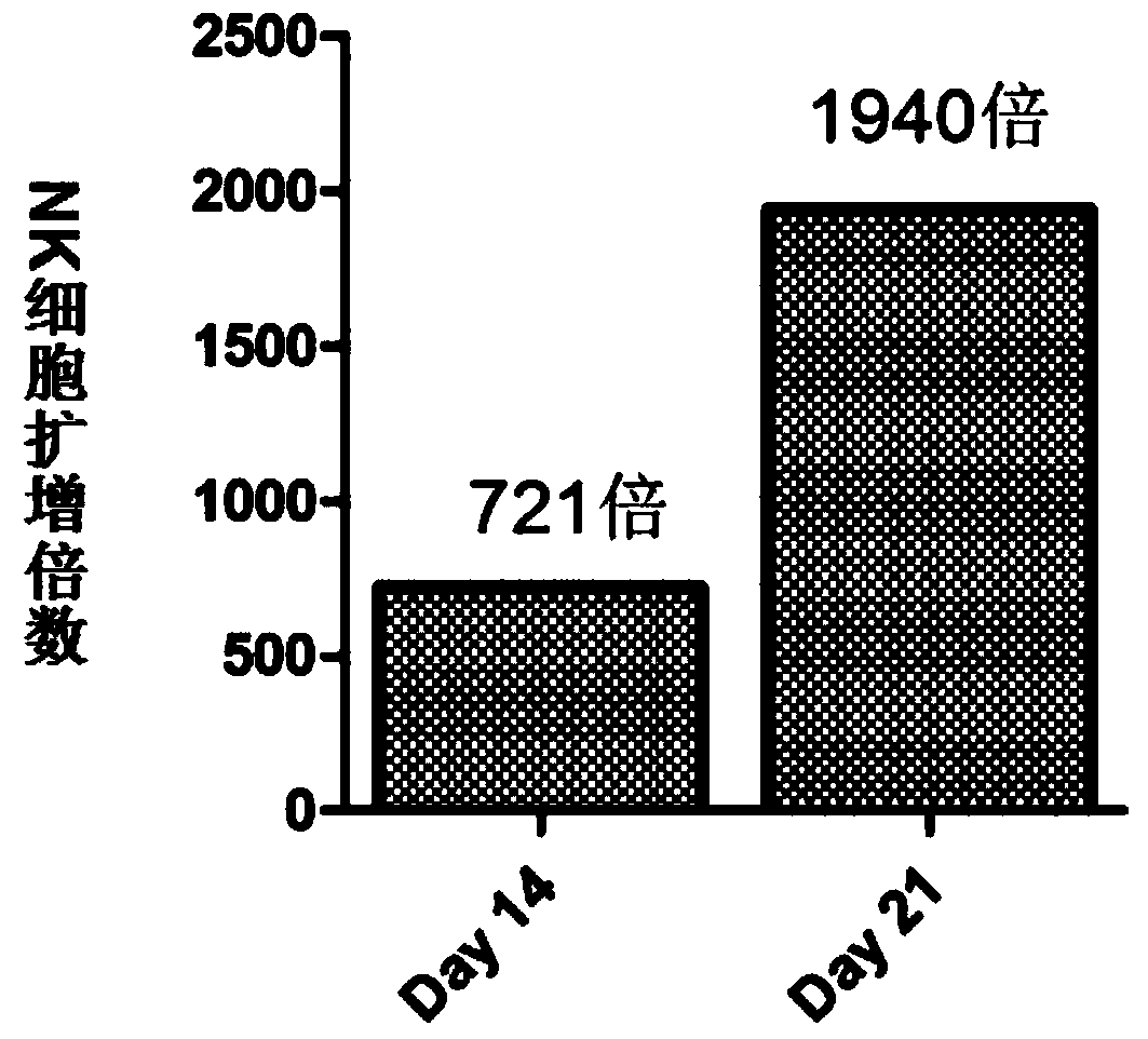 Method for stably amplifying high-purity and high-cytotoxic-activity NK cells in vitro