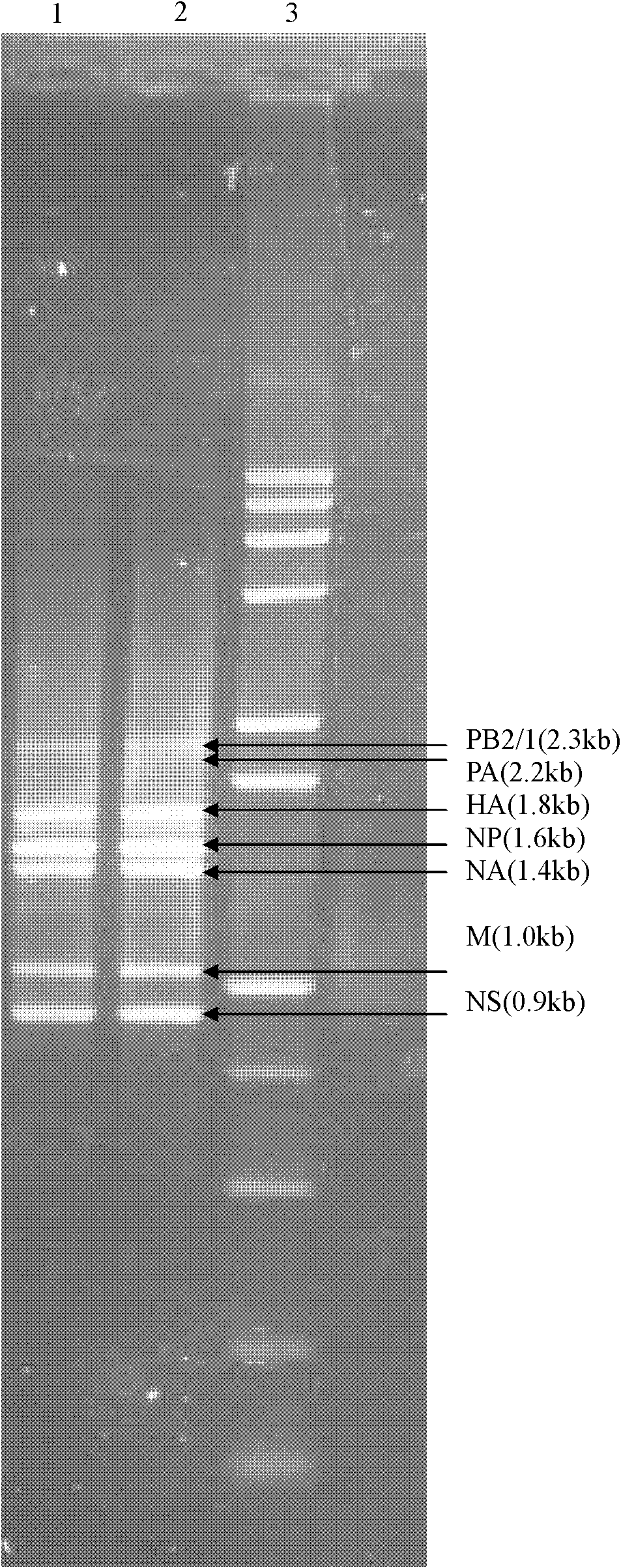 Method for obtaining influenza virus nucleic acid in influenza sample and special primer thereof