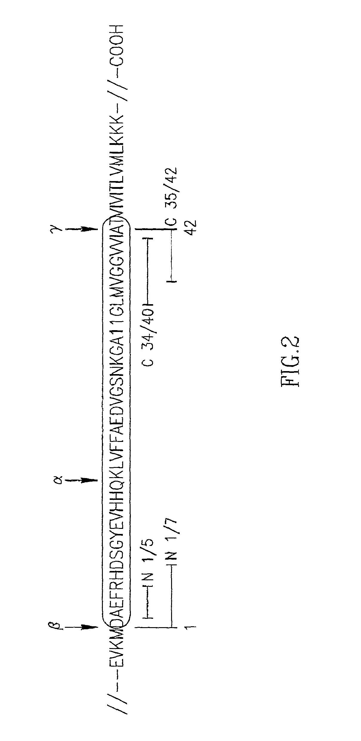 Specific antibodies to amyloid beta peptide, pharmaceutical compositions and methods of use thereof