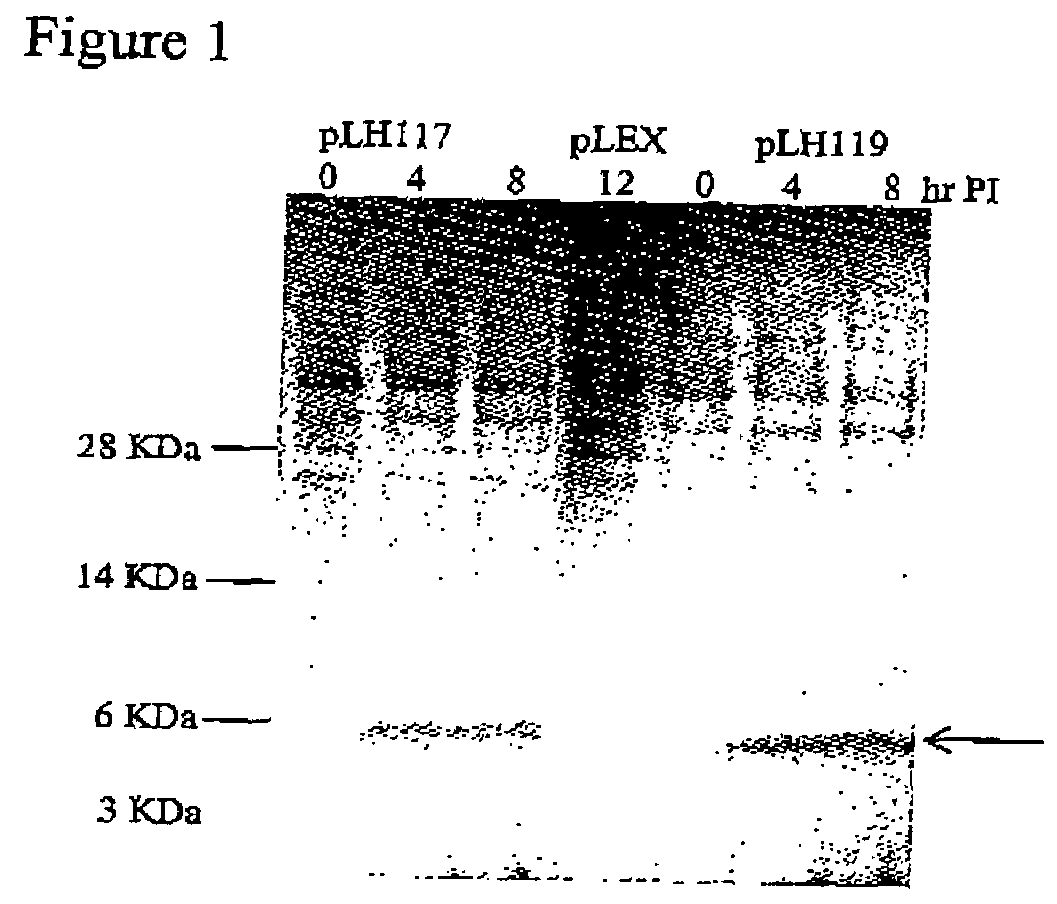 Process for recombinant expression and purification of antimicrobial peptides using periplasmic targeting signals as precipitable hydrophobic tags