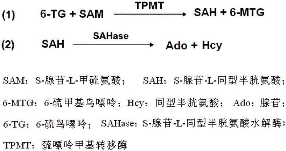 Kit for detecting enzyme activity of thiopurine S-methyltransferase