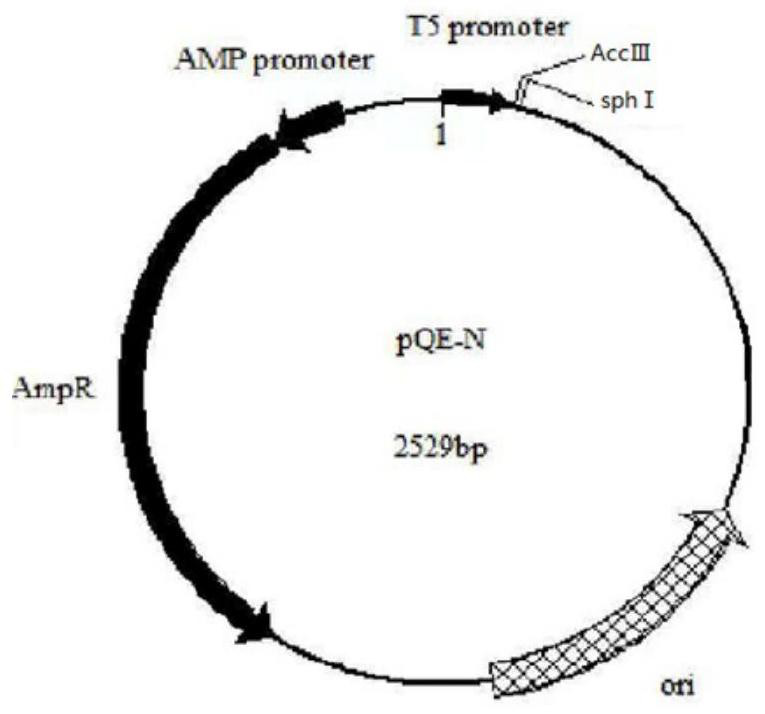 Method for producing polyphosphate kinase 1 mutant through fermentation
