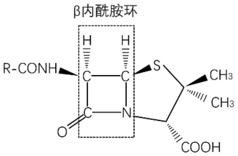 Kit and detection method for rapidly detecting enterobacteriaceae bacteria capable of producing A/B carbapenemase