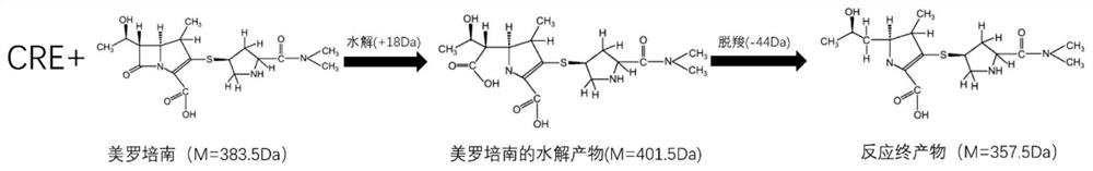 Kit and detection method for rapidly detecting enterobacteriaceae bacteria capable of producing A/B carbapenemase