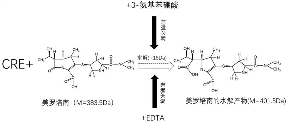 Kit and detection method for rapidly detecting enterobacteriaceae bacteria capable of producing A/B carbapenemase